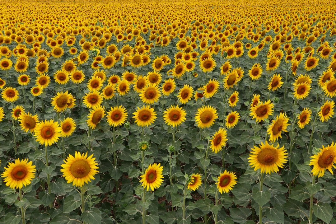 Tekirdağ’da ayçiçekleri açtı! Tarlalar sarıya boyandı