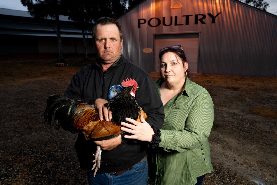 Canberra Queanbeyan Poultry Show cancelled for 2024