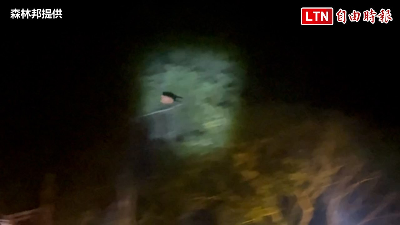 南投溪頭「夜觀」大驚喜！直擊飛鼠林間滑翔英姿（森林邦提供）