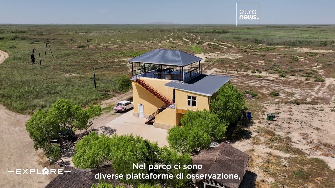 Fughe nella natura: uno sguardo ravvicinato alle amate gazzelle gozzute dell'Azerbaigian