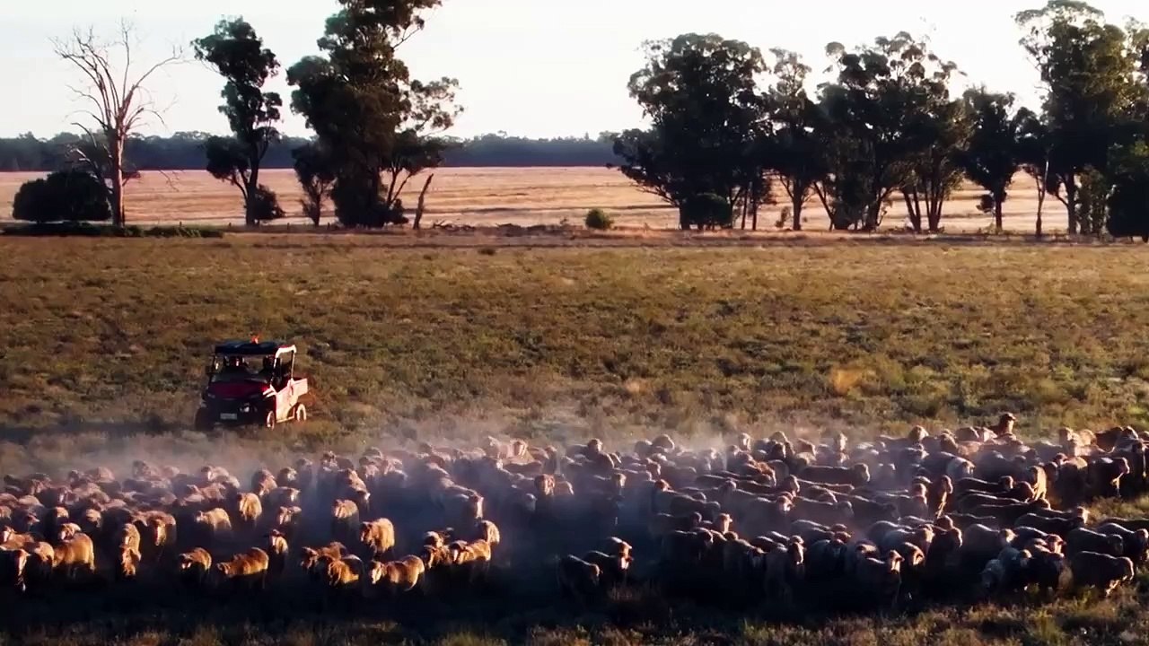 Darriwell Aggregation, Trundle, NSW | July 10, 2024 | Farmonline