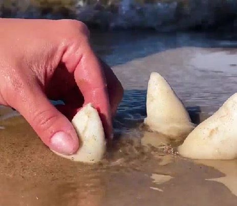 Don't dive deep! Magical marine creatures we've found on the beach!