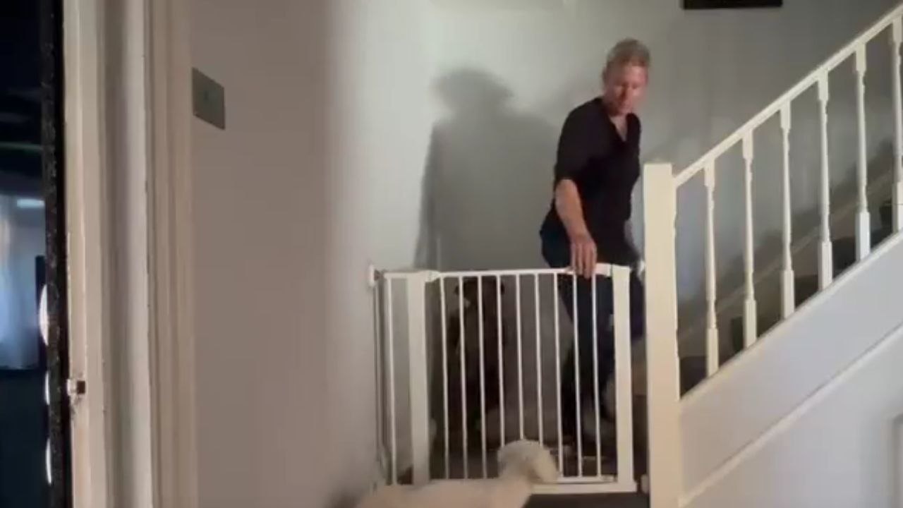 Cleaver dog escapes through stair railings to be with mom