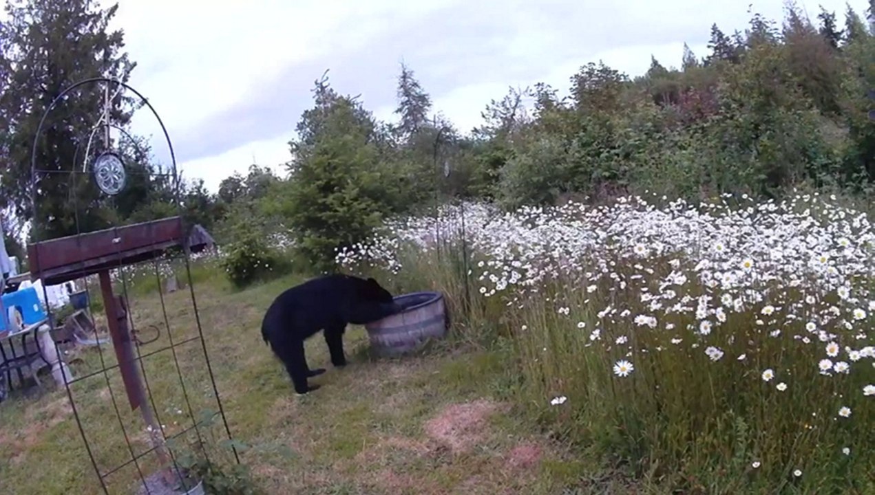 Bear runs riot in woman’s garden