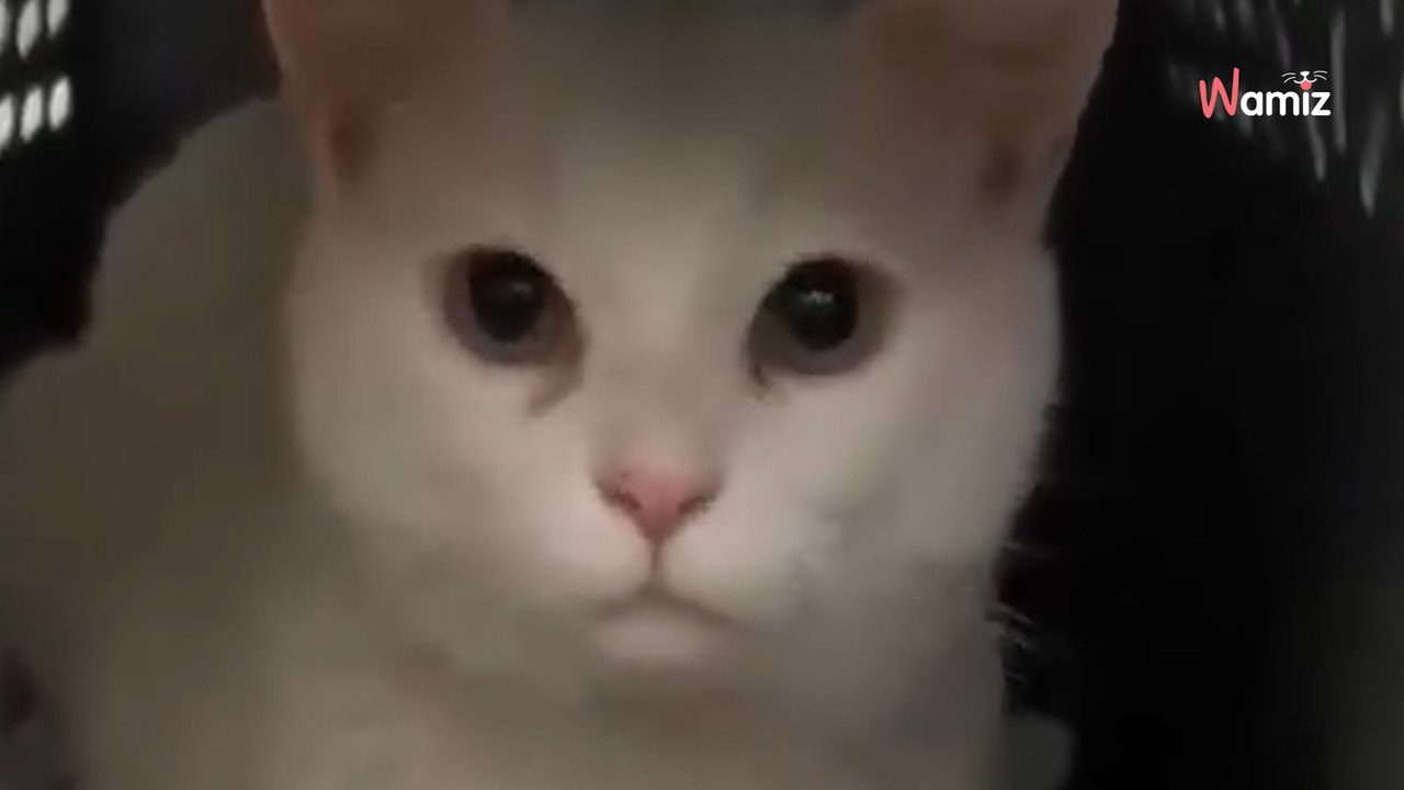 Pour passer un hiver au chaud, ce chat blanc décide de jouer le tout pour le tout