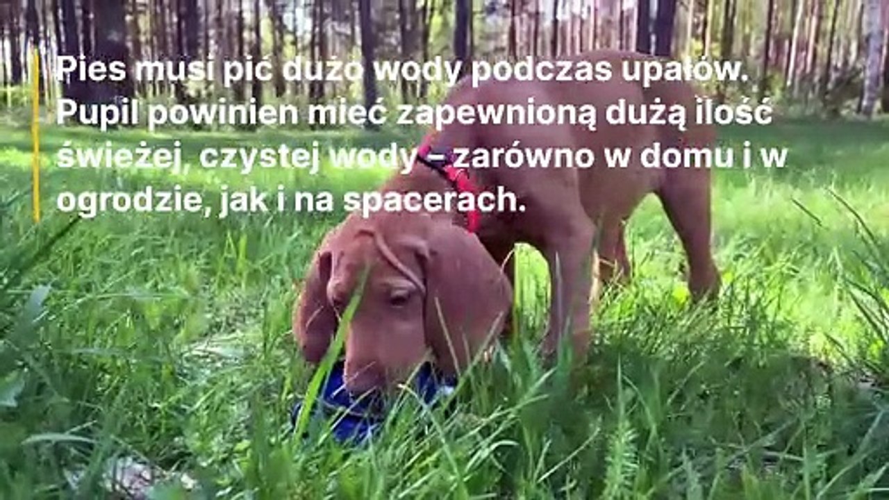 Jak schłodzić psa w upał? Pies i upał