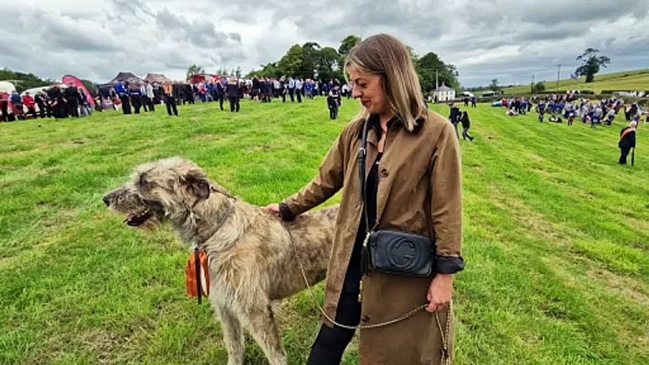 90kg puppy at Twelfth in Gilford