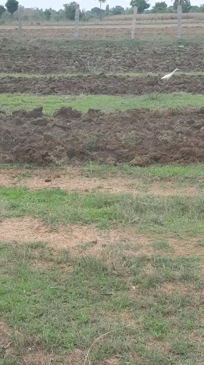 what birds are these? and why are they following the tractor?