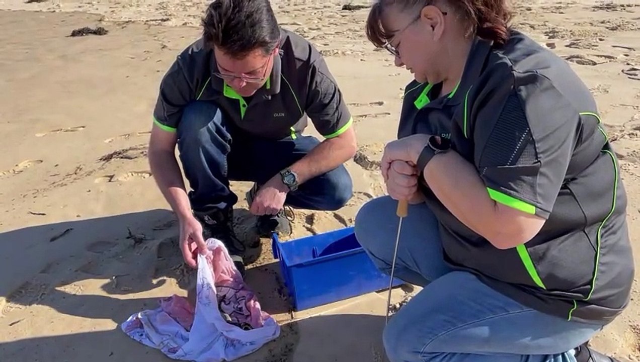 Illawarra Snake Catcher husband and wife duo rescuing a sea snake on Woonona Beach, July 14.