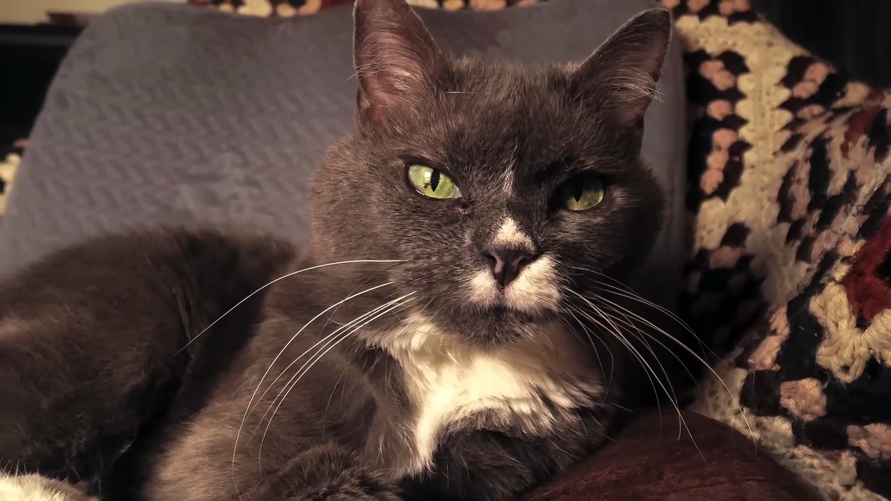 Catnado - Trailer (English) HD