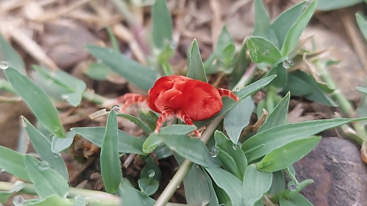 Rani kida | kida | insects