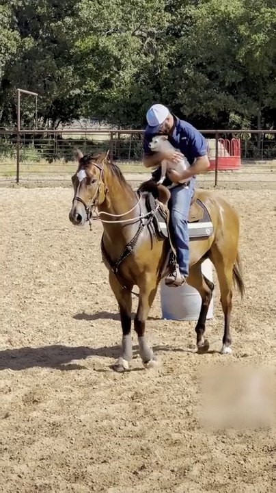 Jack Russell Hops Into Man's Arms to Ride on Horseback