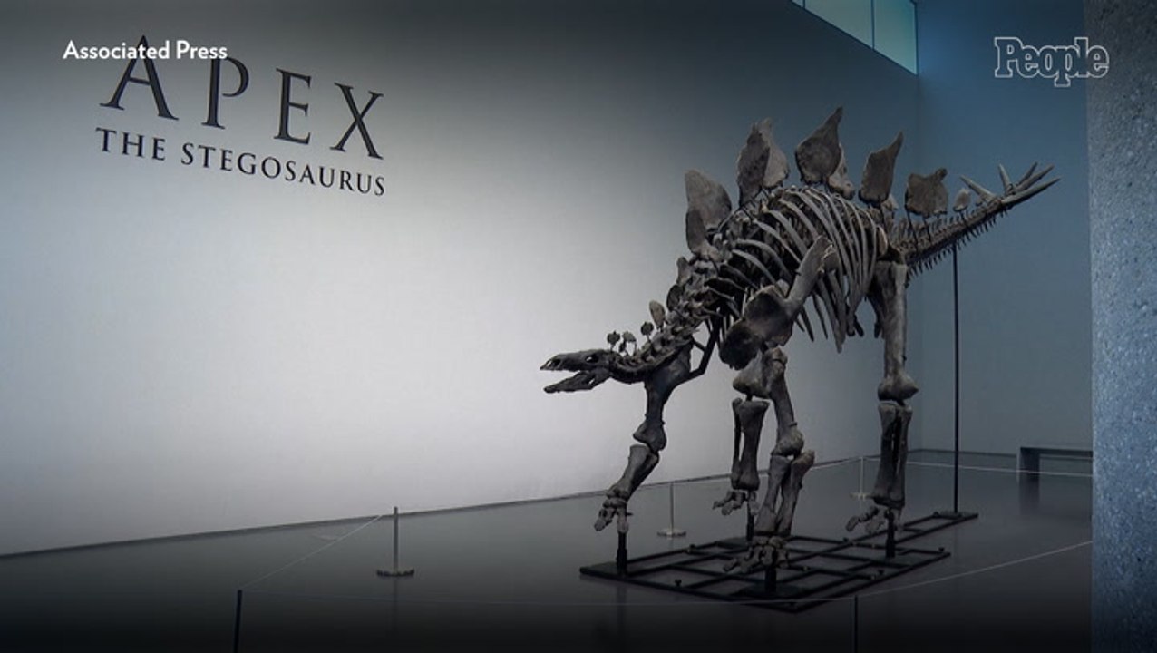 Stegosaurus Named Apex Sells for Record $45 Million – What Makes It So Special?