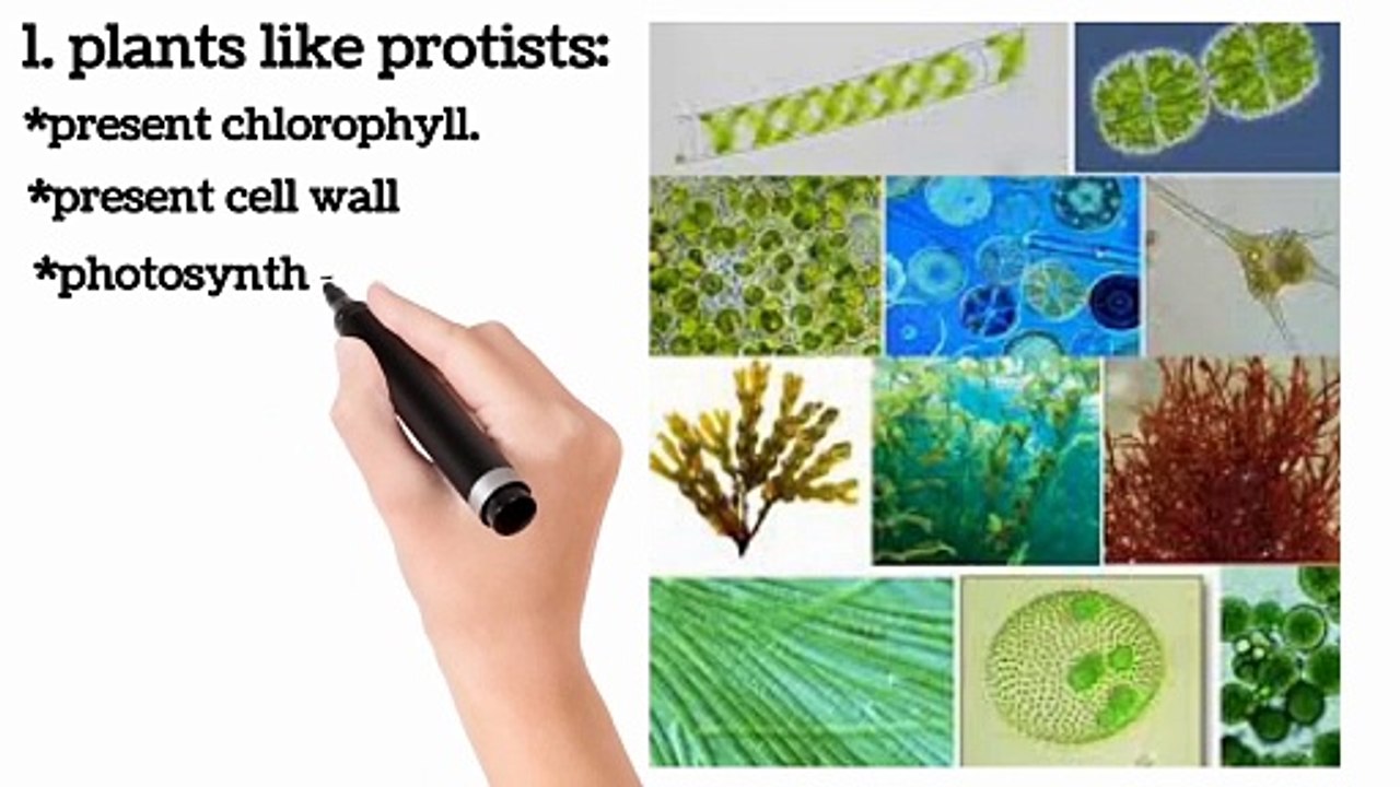 Explaination of five kingdom classification class 9 in Urdu / in Hindi | Lec 8 | Biodiversity | chp # 1