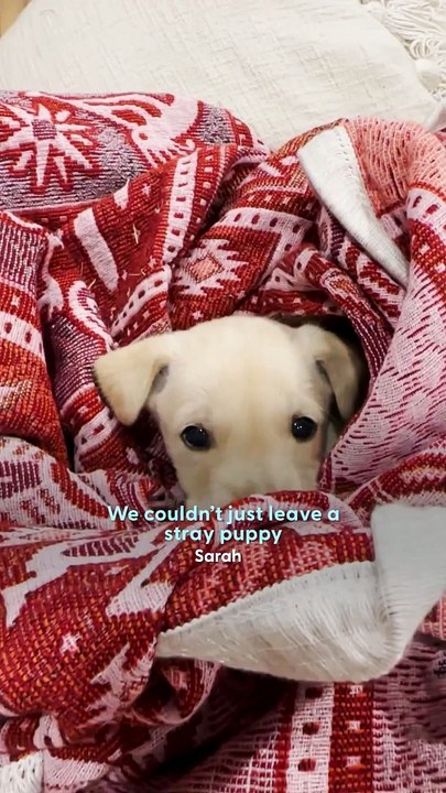 Casal resgata filhote de cachorro durante acampamento no deserto