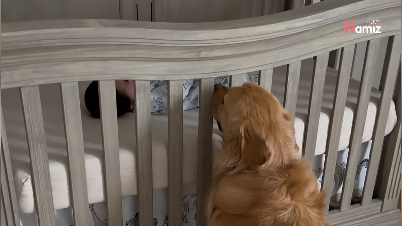 Baby ist schwer krank: Wie der Golden Retriever reagiert, geht durch Mark und Bein