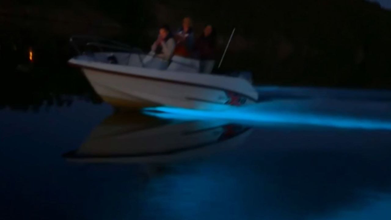 Magical night: Bioluminescent algae illuminate Norwegian coast