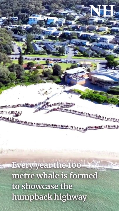 Human whale at Fingal Beach | Newcastle Herald | July 21, 2024