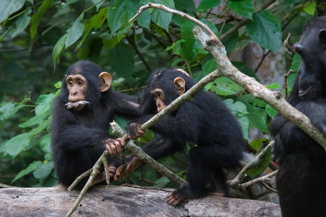 Chimpanzees talk with their hands reveals new research