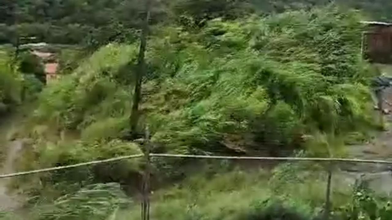 Saint Lucia: Hurricane Beryl's intense winds direct their rage at trees