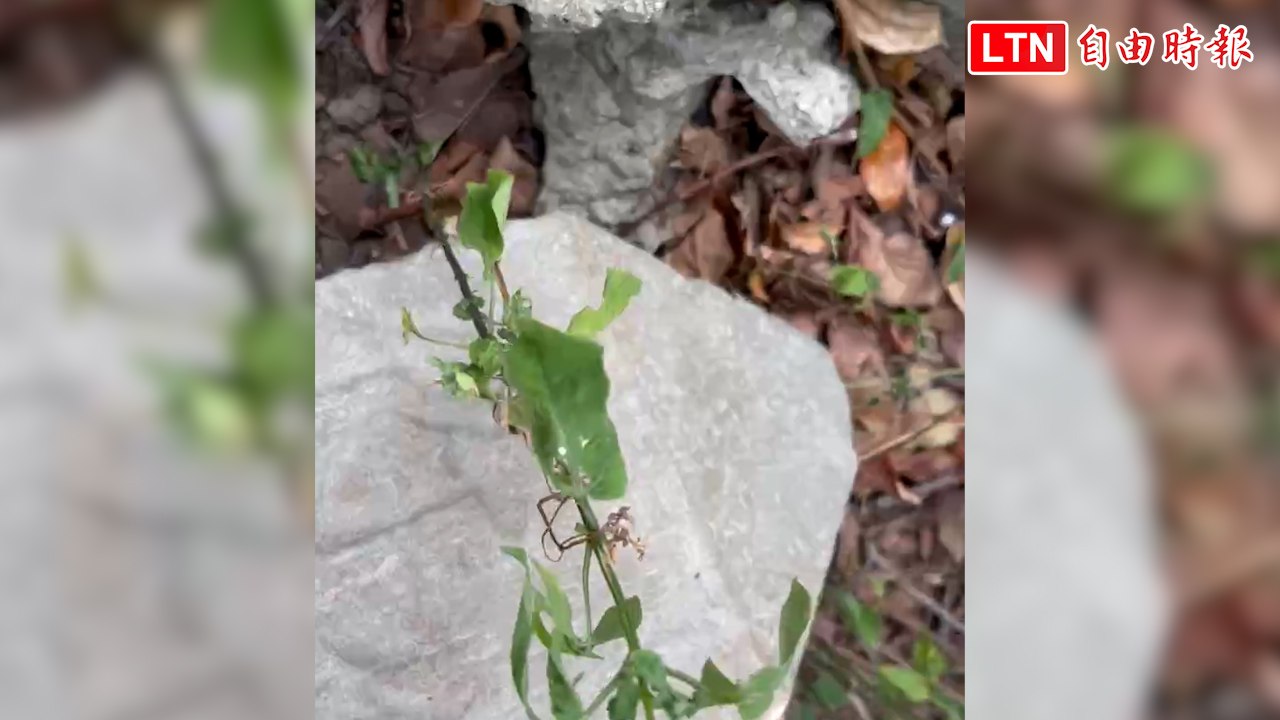 竹東芎林百年界碑斷了！ 地方文史工作者震驚盼修復