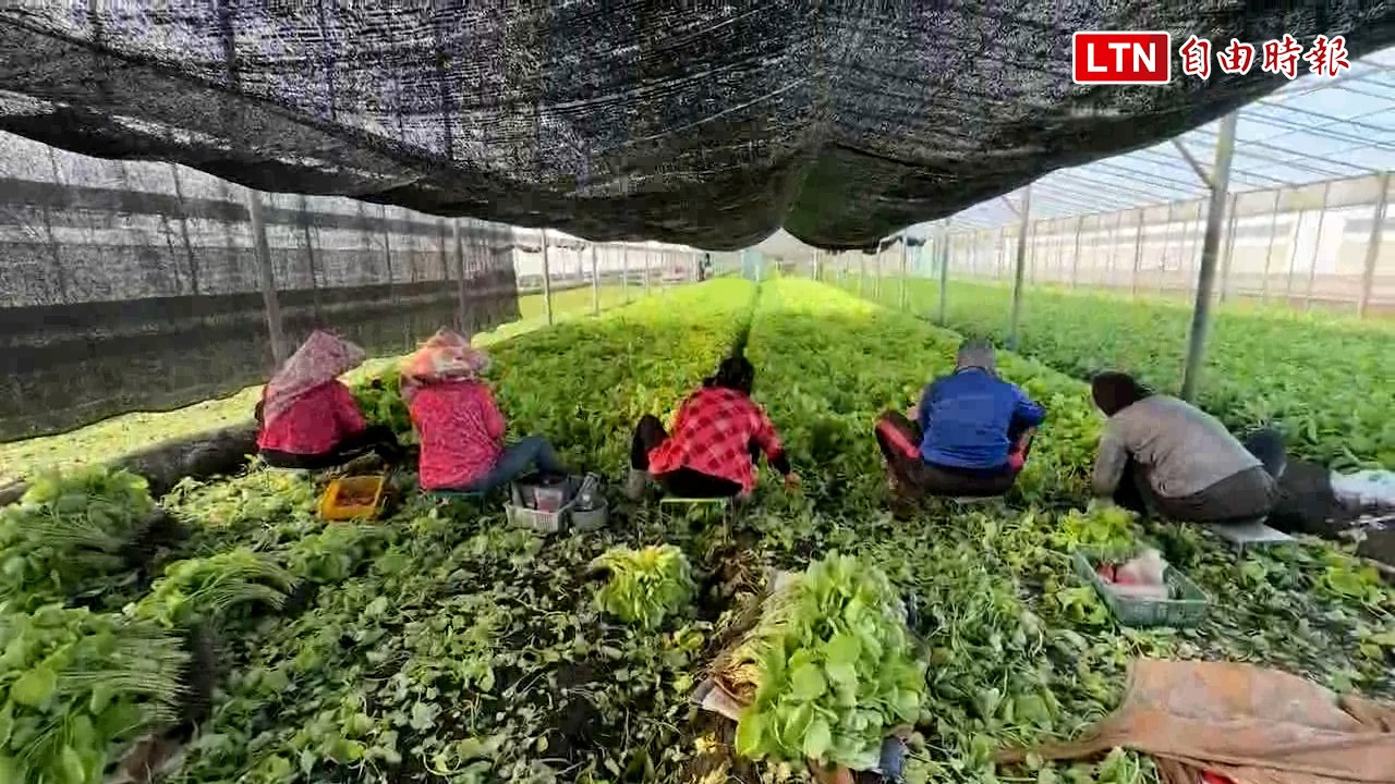 凱米颱風來勢洶洶 菜農半夜搶收蔬菜