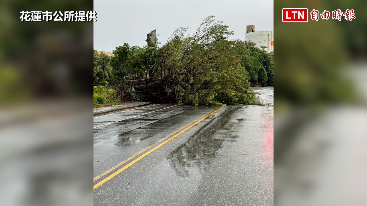 凱米暴風圈籠罩花蓮！風強浪大 2米直徑大榕樹連根倒（花蓮市公所/海巡署提供）