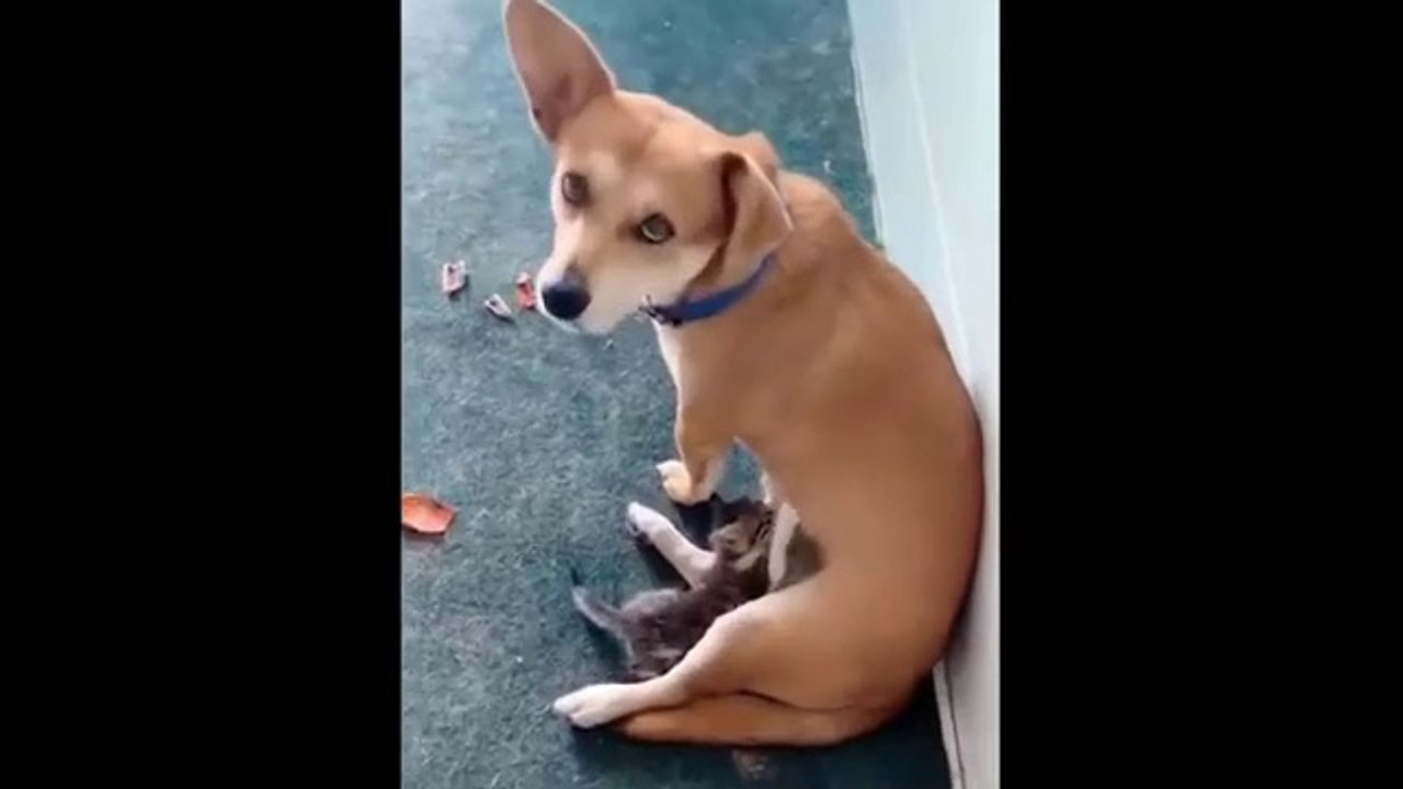 Funny animals video #funny #funny funny