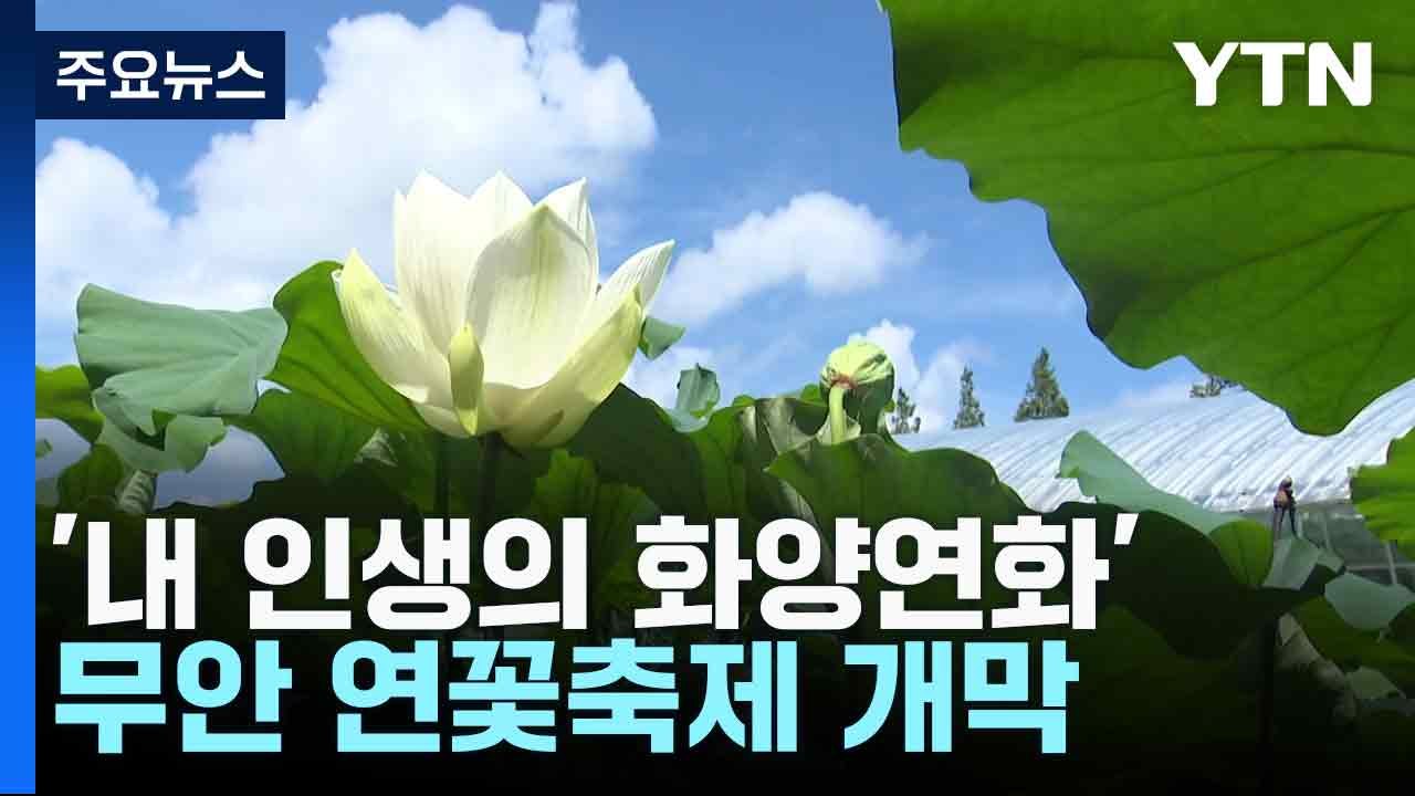 '내 인생의 화양연화'...무안 연꽃축제 개막 / YTN