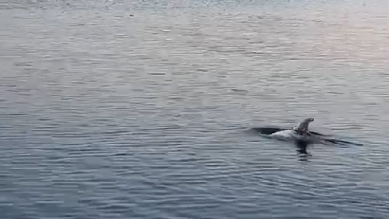 Ballenas piloto en Luanco.