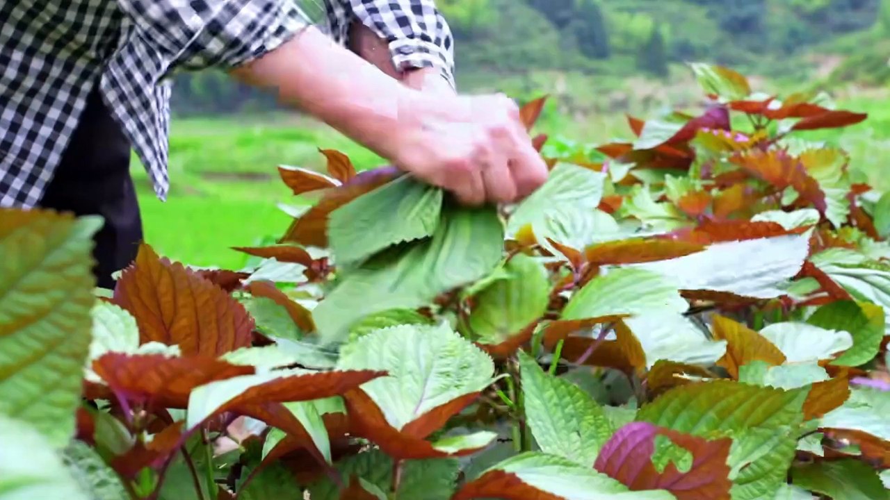 Delicious Vanilla Perilla, Grilled Meat Flavor All