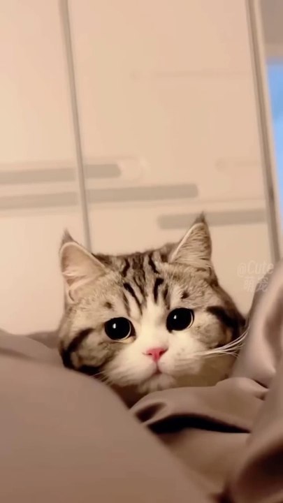 Funny cute cats#short