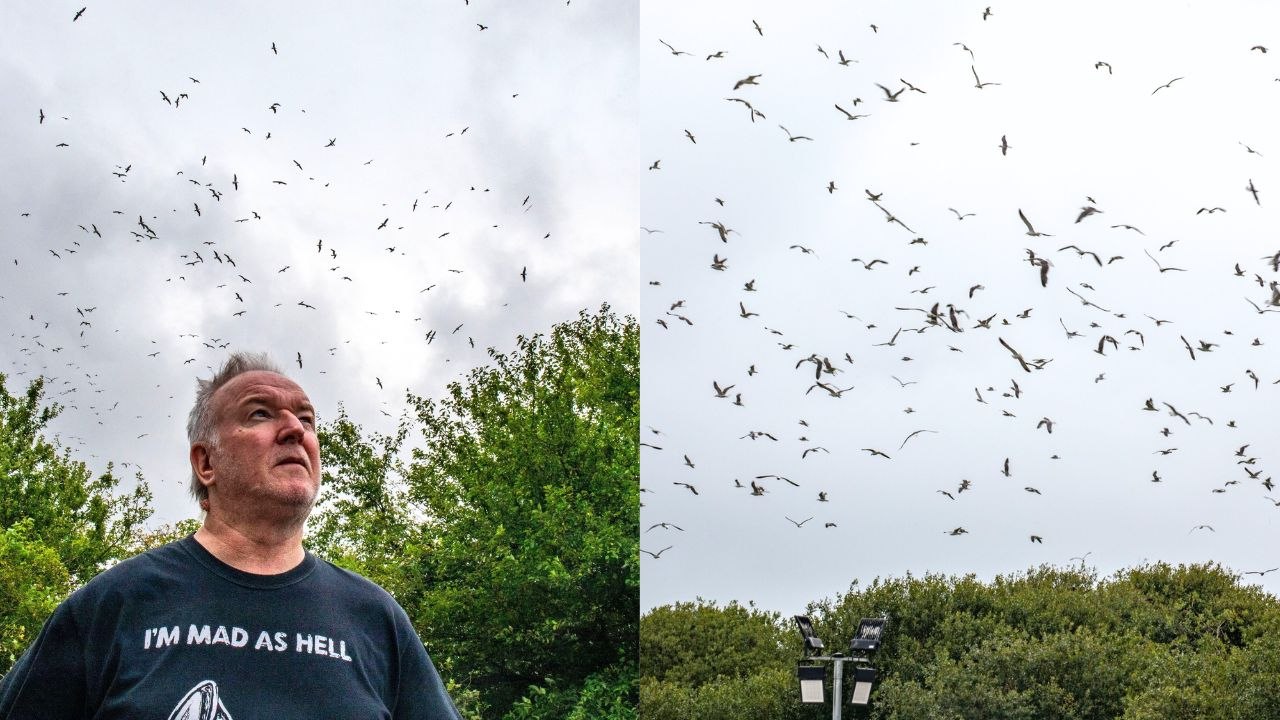 Town invaded by up to 3,000 seagulls – despite being 30 miles from sea