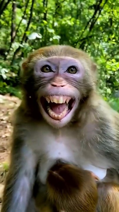 Monkey Laughing Funny   video - Animal
