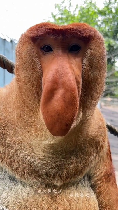 What kind of monkey is this? Its nose is so big