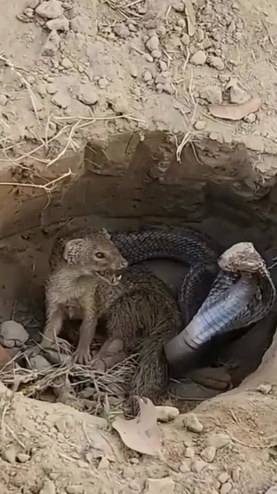 fight between snake and mongoose