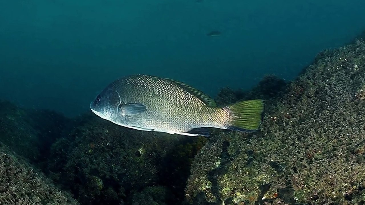 I cori della Corvina