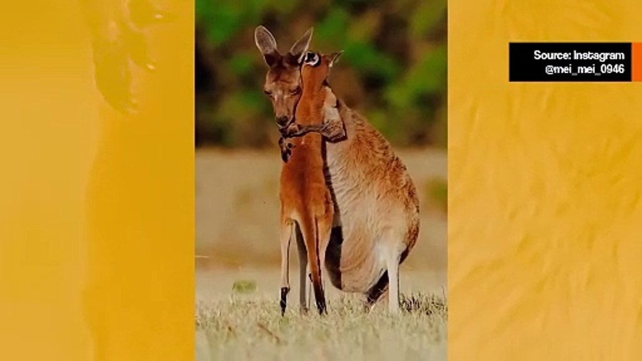 Video, joka kokoaa äidit ja lapset luonnossa, sisältää runsaasti söpöyttä