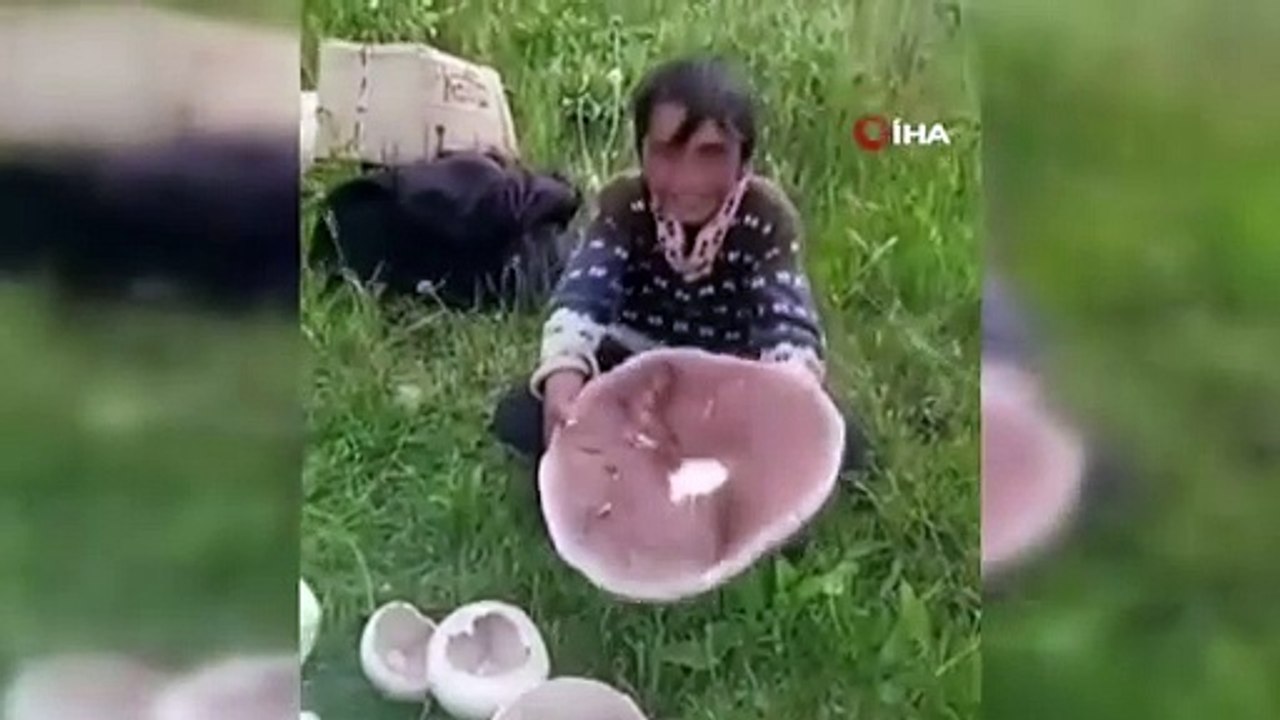 Kars'taki dev mantarlar görenleri hayrete düşürüyor