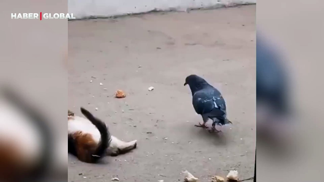 Yakaladığı güvercine sarılmak isteyen kedi kahkahaya boğdu: "Açım ama sevgiye açım"