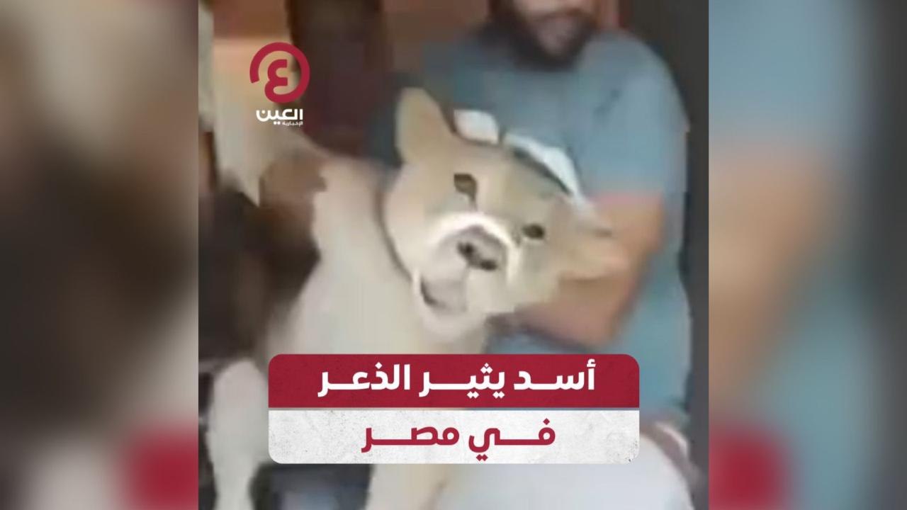 أسد يثير الذعر في مصر