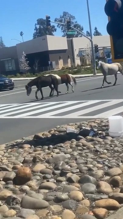 Three Random Horses Running Down Road