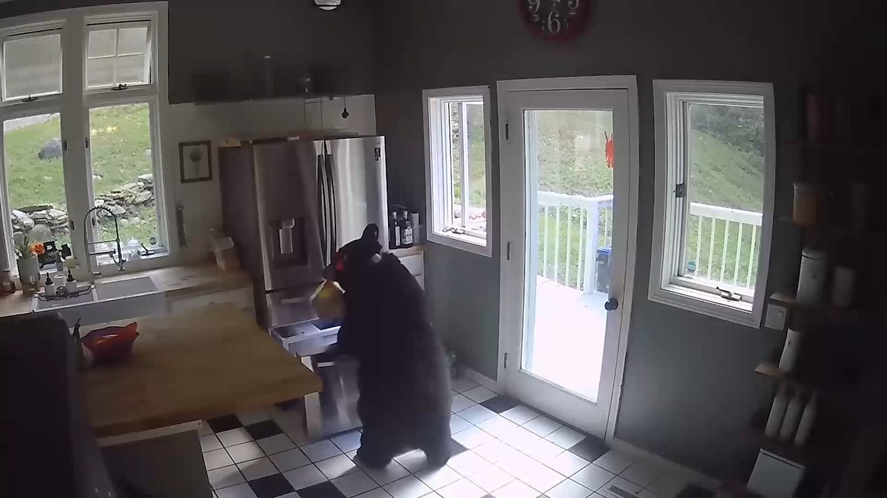 Bear Steals Frozen Lasagna From Freezer After Breaking Into House