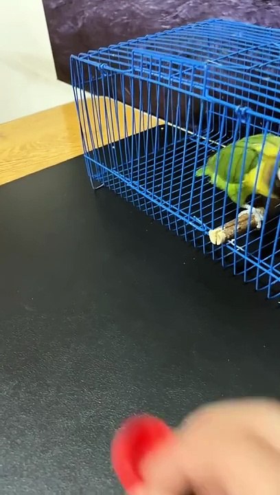 OMG! Smart Parrot