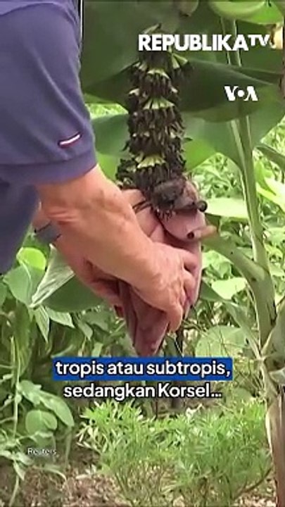 Akibat Pemanasan Global, Pohon Pisang Bisa Tumbuh di Korsel