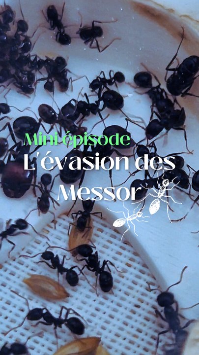 L'évasion des Messor Barbarus !