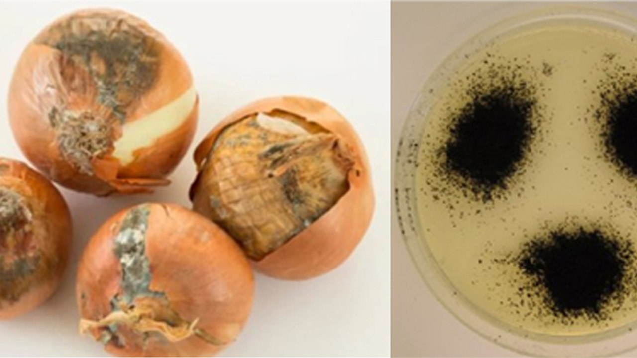 Moldy Onion Safe To Eat Or Not: काले धब्बे वाले प्याज खाना चाहिए या नहीं | Boldsky