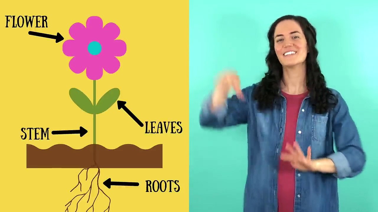 Roots, Stem, Leaves, Flower _ Parts of a Plant Song _ Parts of a Flower Song_HD