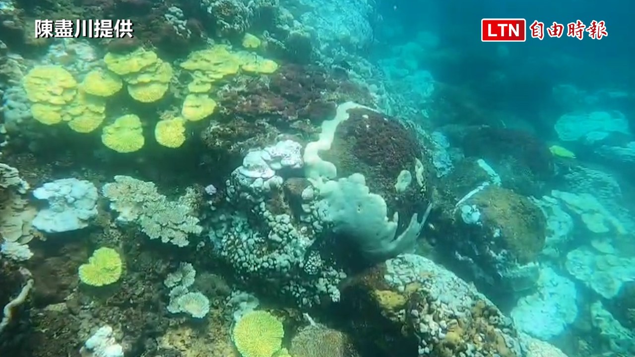 澎湖珊瑚的美麗與哀愁 澎湖海洋保護志工隊全紀錄（陳盡川提供）