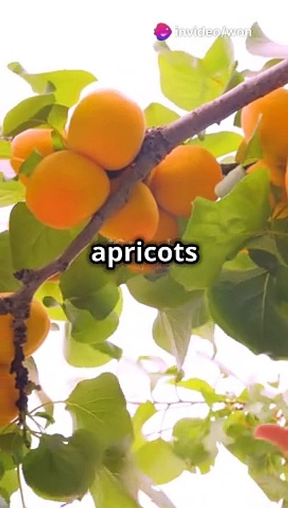 Apricot Wonders_ Unlocking Health Secret